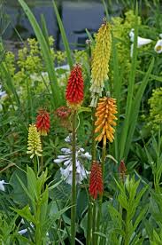 Image result for Kniphofia princeae