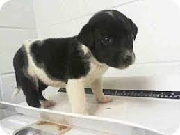 Black And White Labrador Puppy Pasadena Tx Facts About A1214508 Breed Australian Cattle Dog Labrador Retriever Mix Color Black White Dogs Animal Shelter Australian Cattle Dog Mix