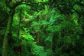 Green Jungle Wallpaper In 2021 Rainforest Jungle Wall Mural Tropical Rainforest