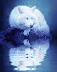 On mobile and touchscreens, press down on the gif for a couple of seconds and the save option will appear. Anime Wolves Gif Page 1 Line 17qq Com