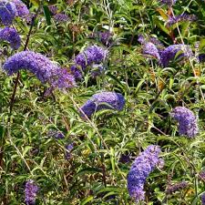 Questa collana a grappolo viola con fiori è fatta di argilla polimerica. Albero Con Fiori Viola