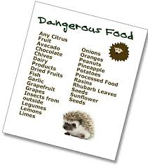 Dangerous Food Pygmy Hedgehog Hedgehog Cage Hedgehog Food