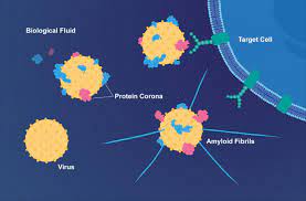 Coat Of Proteins Makes Viruses More Infectious And Links Them To Alzheimer S Disease Eurekalert Science News