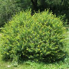 Image result for Hypericum