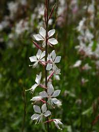 Oenothera Lindheimeri Lindheimer S Beeblossom World Of Flowering Plants Gaura Plants Butterfly Plants