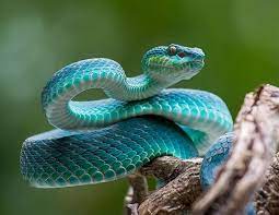 Snake is one of the most popular mobile phone games of all time. Super Glue From Snake Venom Can Stop Life Threatening Bleeding In Seconds