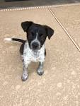 Australian Shepherd Blue Heeler Mix: Breed Info & More