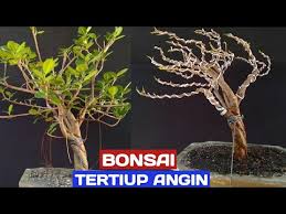 Making Bonsai Style In The Wind Youtube