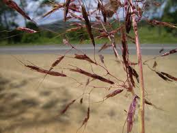 Image result for Capillipedium