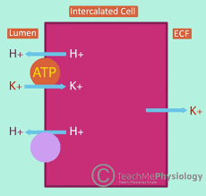 Image result for Transtubular Potassium Gradient