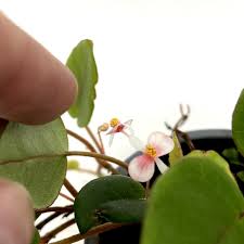 Image result for Begonia elaeagnifolia