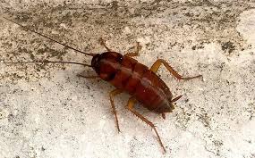 Wash dirty dishes right after using them, wipe the floors and countertops regularly to get rid of crumbs, and clean up spilled food in your kitchen cabinets. How Cockroaches Get Inside South Carolina Homes Cockroach Prevention