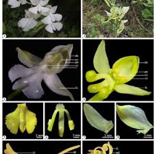 Image result for Habenaria tentaculigera