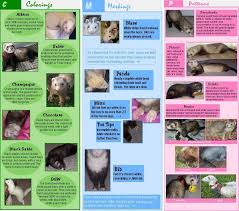 Ferret Color Patterns And Special Markings Chart My