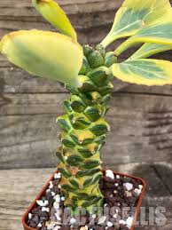Image result for Monadenium rugosum