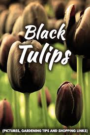 Check spelling or type a new query. Black Tulips Pictures Gardening Tips And Shopping Links Garden Tabs
