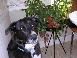 My cat has eaten multiple cacti in his life (for whatever reason?) and still going strong. Answering Whether Or Not The Christmas Cactus Is Poisonous Christmas Cactus