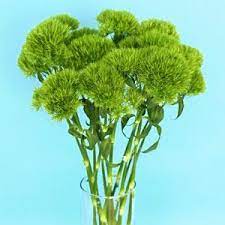 So why the timing of this post? Green Ball Dianthus