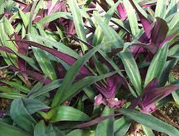 Rhoeo Dwarf Moses In The Cradle Rhoeo Spathacea Nana Online Plant Nursery