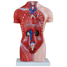 The torso muscles attach to the skeletal core of the trunk, and depending on their location are divided into two large groups: 66fit Female Torso Anatomical Model 15 Parts 42cm 66fit Uk