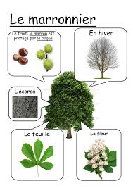 1827fb8f7214e8b685b29cca5e395b98 Jpg 2480 3508 Reconnaitre Les Arbres Identification Des Arbres Arbre