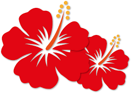 This high quality transparent png images is totally free on pngkit. Bunga Png Malaysia Mygie National Principle Vector Hibiscus Flower Png 4653816 Vippng