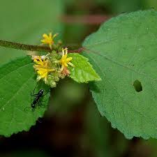 Image result for Triumfetta tomentosa