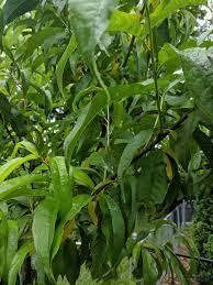 See more ideas about leaf identification, tree leaf identification, tree identification. Help Identifying Cause Of Yellowing Fruit Tree Leaves Gardening Landscaping Stack Exchange