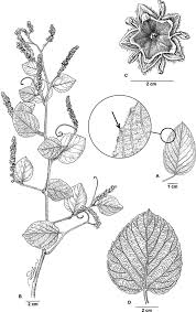 Image result for Gouania