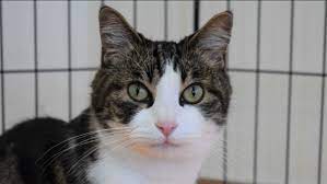 We provide loving foster homes for animals in need until we find them their forever family. Perfect Pet Pets Up For Adoption From Bay Area Animal Shelters Abc7 San Francisco