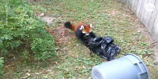 Order food online at red panda, burlington with tripadvisor: Red Panda Adorably Plays With Trash Bag At Zoo