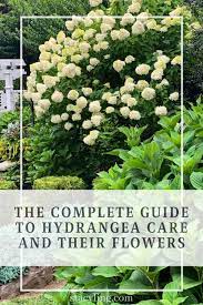 The Complete Guide To Hydrangea Care And Their Flowers Stacy Ling In 2021 Hydrangea Care Hydrangea Not Blooming Planting Hydrangeas