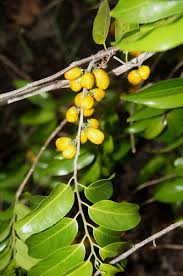 Image result for Casearia gladiiformis