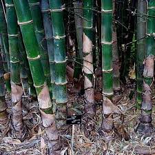 Image result for Bambusa balcooa