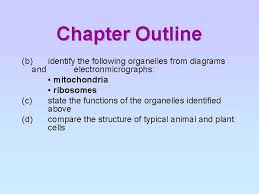 Check spelling or type a new query. Cell Structure Organisation Chapter Outline A Identify Cell