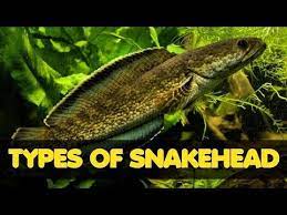 Types Of Freshwater Snakehead Fish Youtube Snakehead Fish Cichlid Aquarium Fish