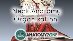 Neck anatomy, anatomy for sculptors. Organisation Of The Neck 3d Models Video Tutorials Notes Anatomyzone
