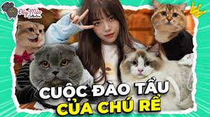Hôm nay, linh sẽ giới thiệu nốt 3 em mèo tuy mới mà cũ trong nhà này nha. Linh Cai Nhau Vá»›i Meo Máº­p TrÆ°á»›c Ä'am CÆ°á»›i Va Sá»± Tháº­t Giá»›i Tinh Meo Chan Ngáº¯n Ä'uá»¹ Meo Collection 4 Youtube