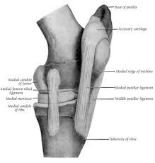 We are pleased to provide you with the picture named horse leg bone anatomy back view. Locking Stifles What Does It Mean Darling Downs Vets