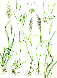 Maybe you would like to learn more about one of these? Glorious Grasses Lizzie Harper