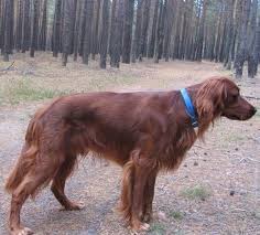Sotar rua), irish red setter) informacje i fakty, w tym porady dotyczące kupowania, zdjęcia. Seter Irlandzki Mahoniowy Gazeta Lubuska