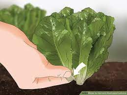 How To Harvest Romaine Lettuce Romaine Lettuce Growing Romaine Lettuce Edible Garden