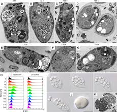 Image result for Isonema