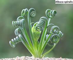 Image result for Albuca