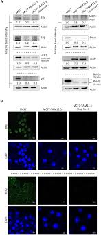 (former general manager & director). Frontiers Tamoxifen Rechallenge Decreases Metastatic Potential But Increases Cell Viability And Clonogenicity In A Tamoxifen Mediated Cytotoxicity Resistant Subline Of Human Breast Mcf7 Cancer Cells Cell And Developmental Biology
