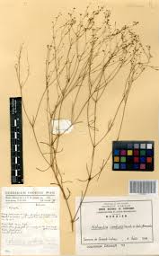 Image result for Kohautia confusa