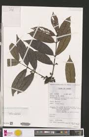 Image result for Pauridiantha dewevrei