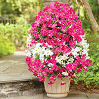 Free delivery and returns on ebay plus items for plus members. Orchids Indoor Plants The Home Depot