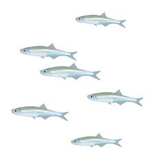And The Symbol Of The Week Is Bay Anchovy Click For A Free Download Of These Cuties Bayanchovy Fish Vector Il Fish Vector Science Images Illustration