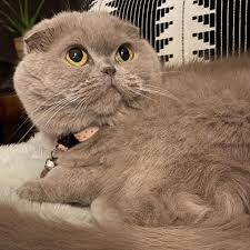 Le Cat On Instagram Little Monster Meecheebomb Furbaby Scottishfold Meecheebomb Cat Spoiled Tinycat In 2020 Cats Scottish Fold Tiny Cats